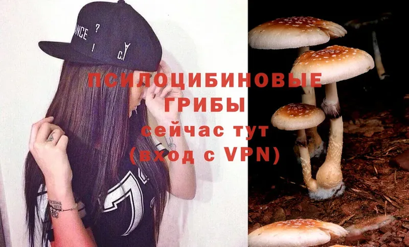 Псилоцибиновые грибы Psilocybe  Ахтубинск 